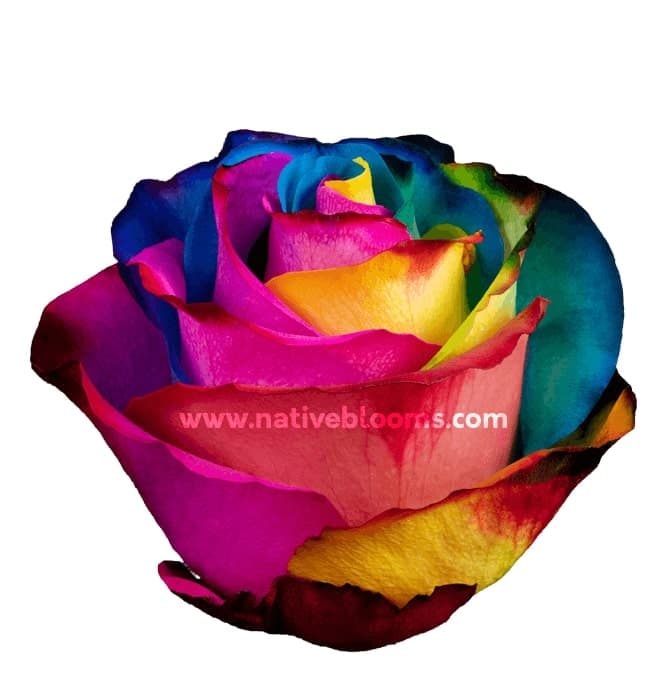 RAINBOW TINTED RAINBOW 60CM