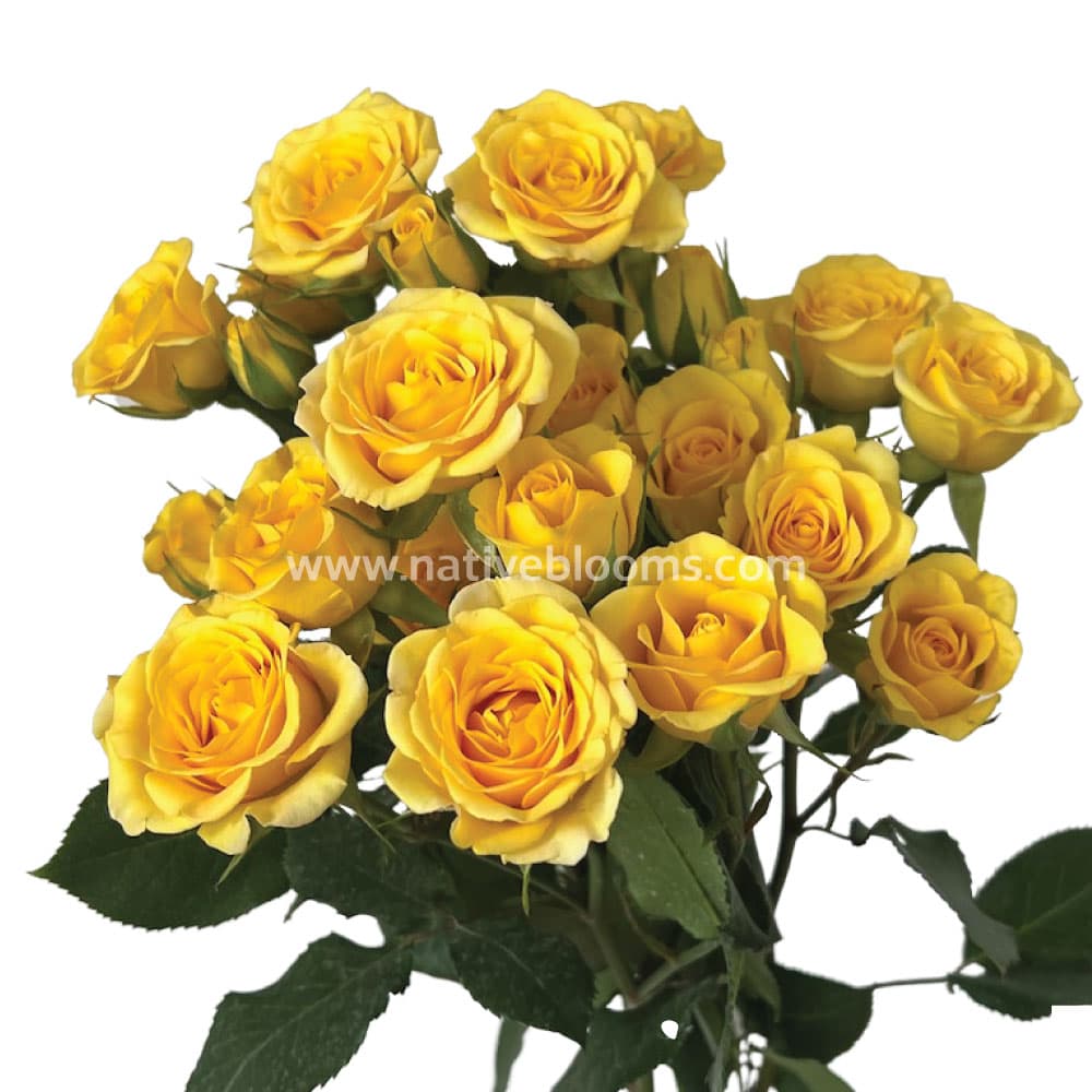 Spray Roses Babe Yellow 50cm