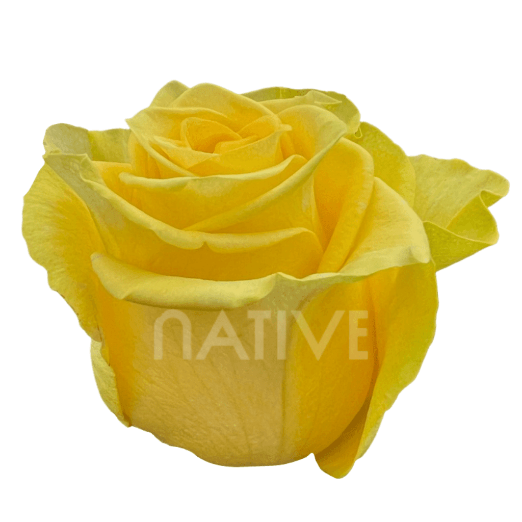 ROSE YELLOW NEW YELLOW 50CM