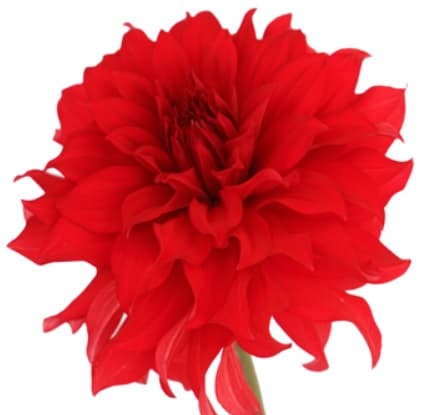 Dahlias Procona Garnet Red 40/60cm