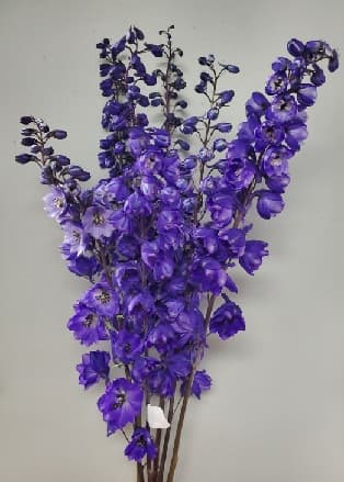 Delphinium Black Night Dark Purple 90 Cm