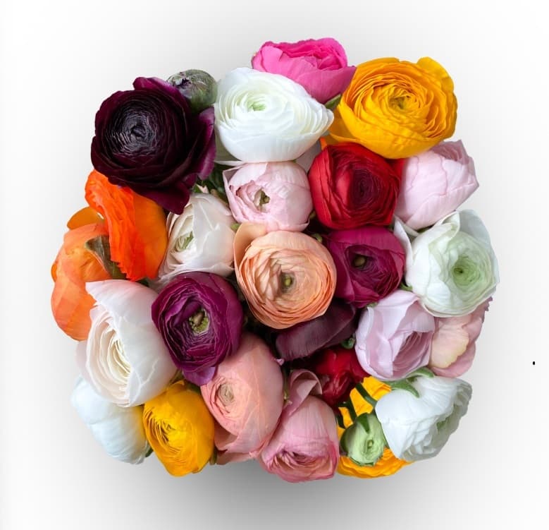 Ranunculus Elegance Assorted Assorted 40 Cm
