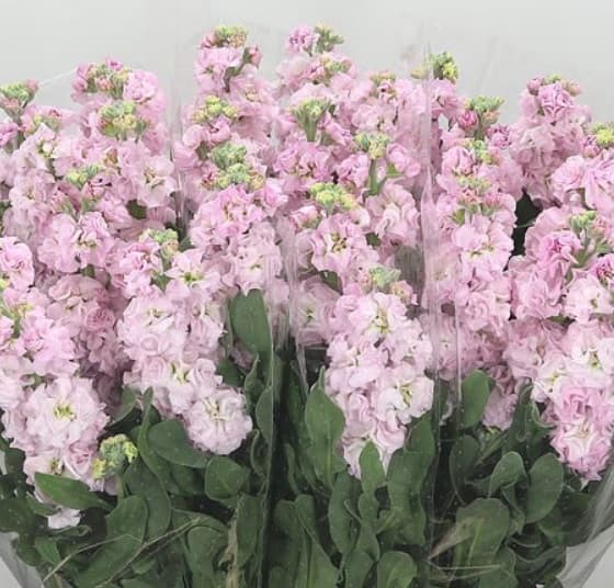 Stock D.B. Baby Lt Pink 70 Cm