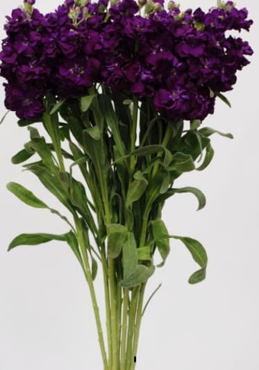 Stock D.B. Dark Purple 70 Cm