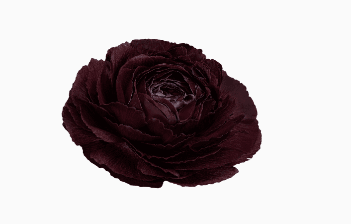 Ranunculus Success Cloni Burgundy 45/55 Cm