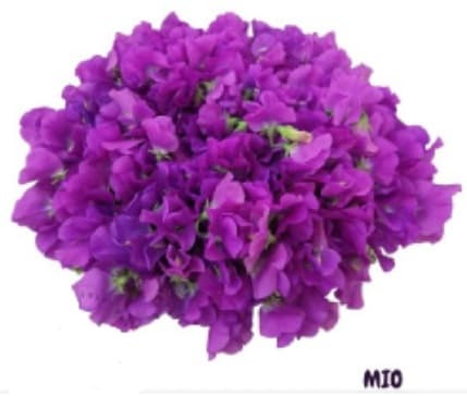 Sweet Pea Mio Violet 35/42 Cm