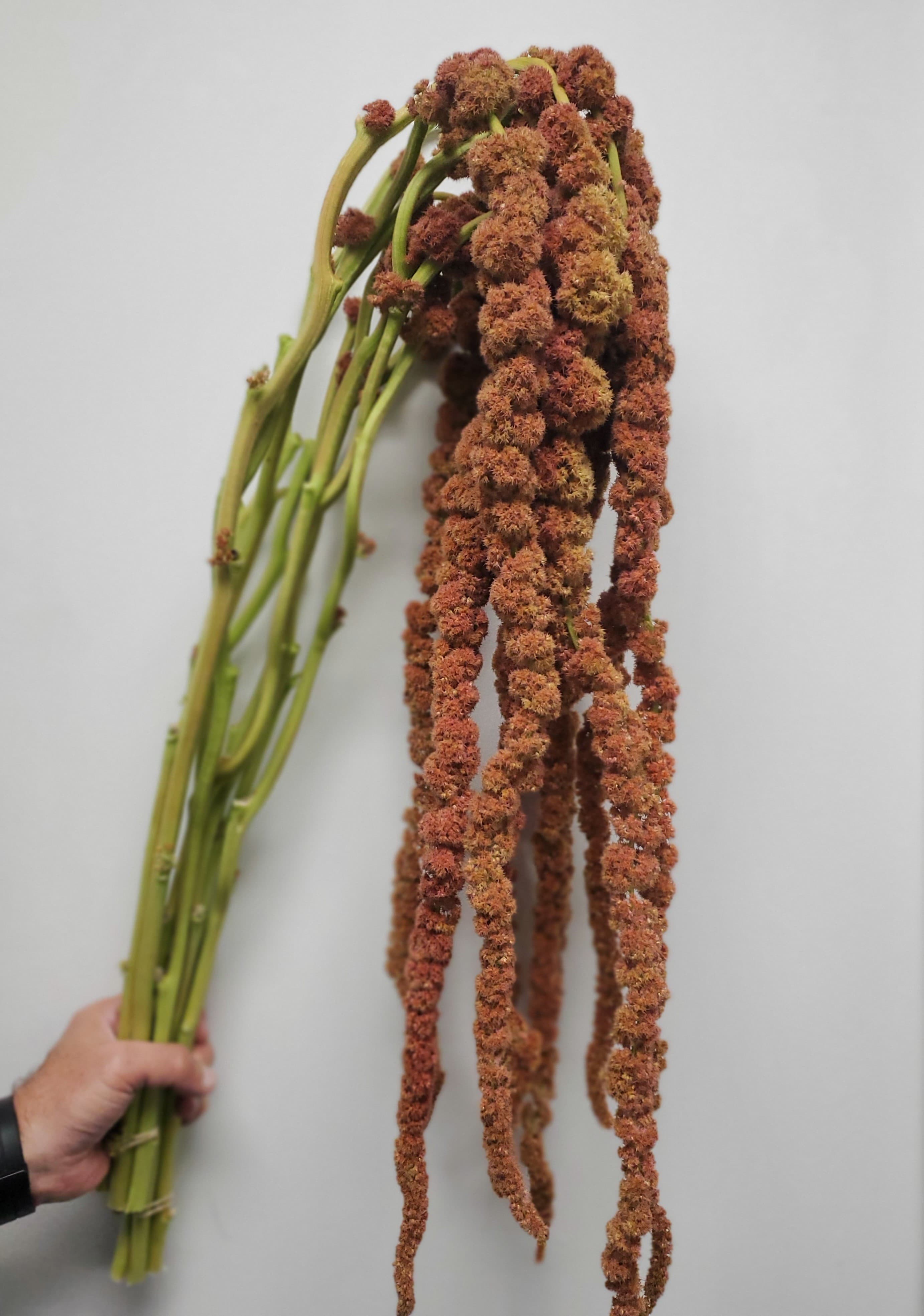 Amaranthus Hanging Coral Fountain Bronze 90cm