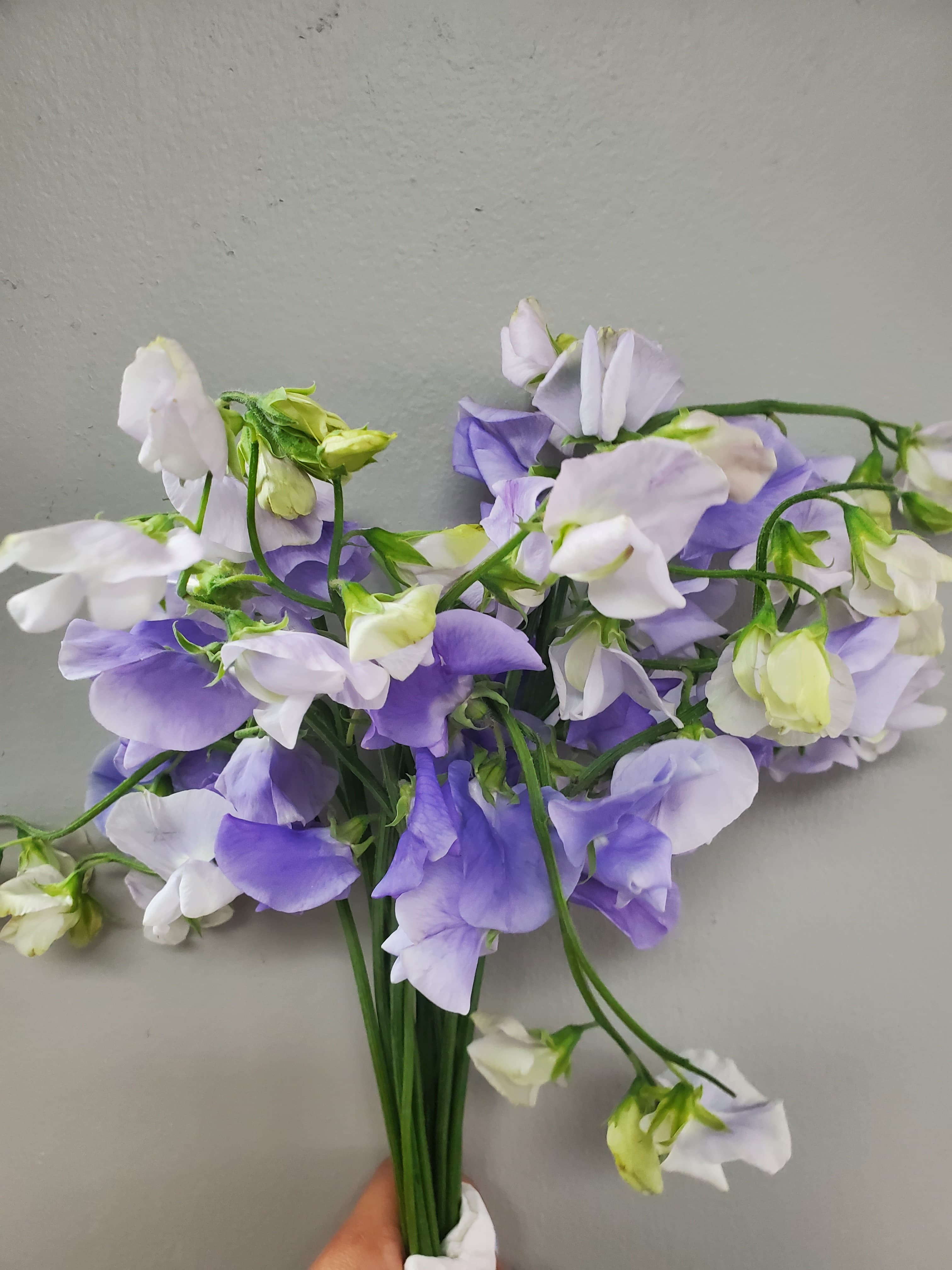 Sweet Pea Lavender 40cm