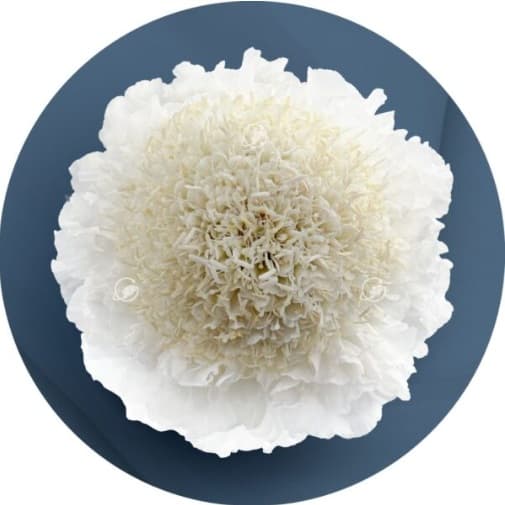 Scabiosa Open Cut Milky Scoop White 60 Cm