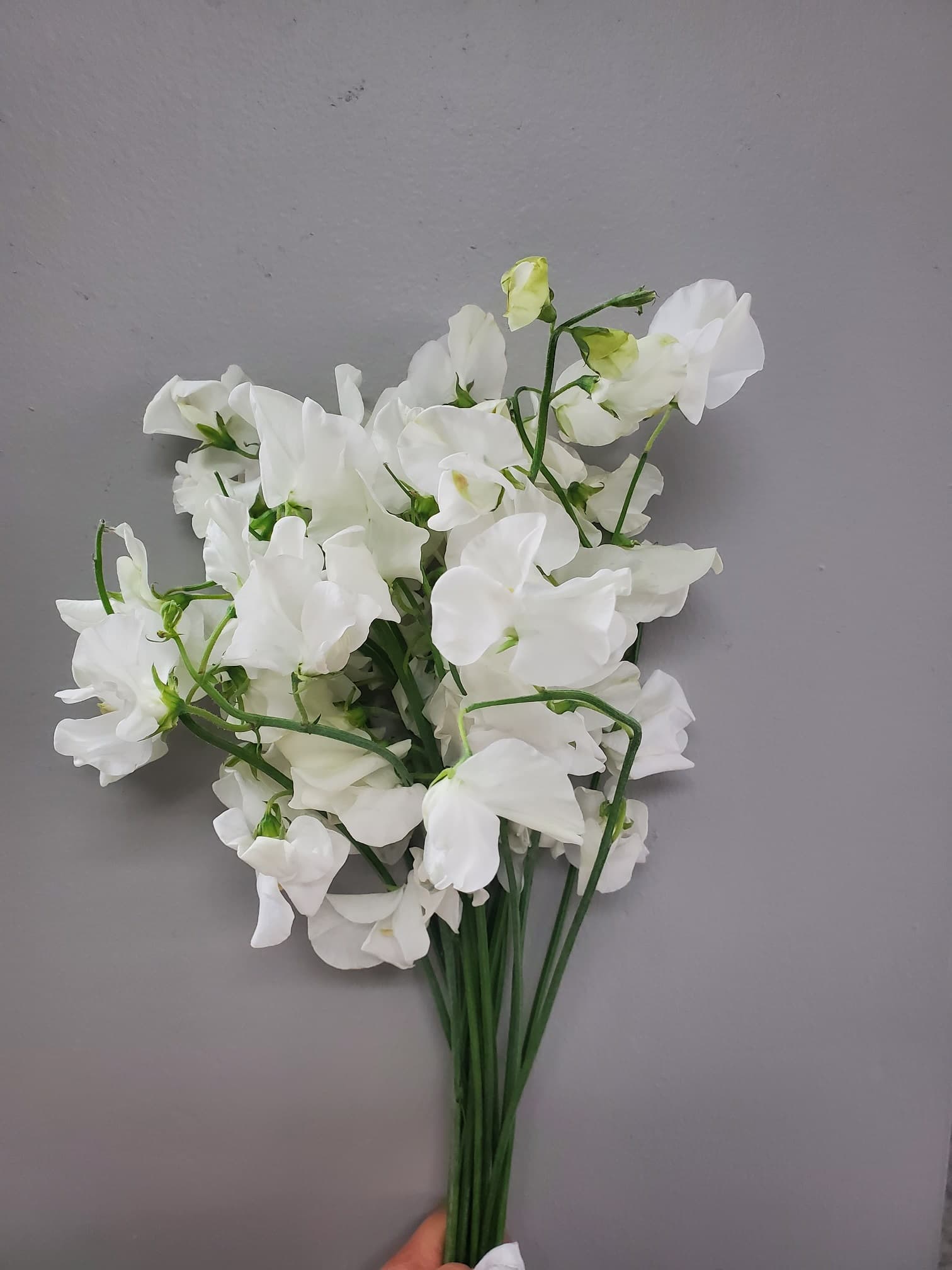 Sweet Pea Winter White 45cm