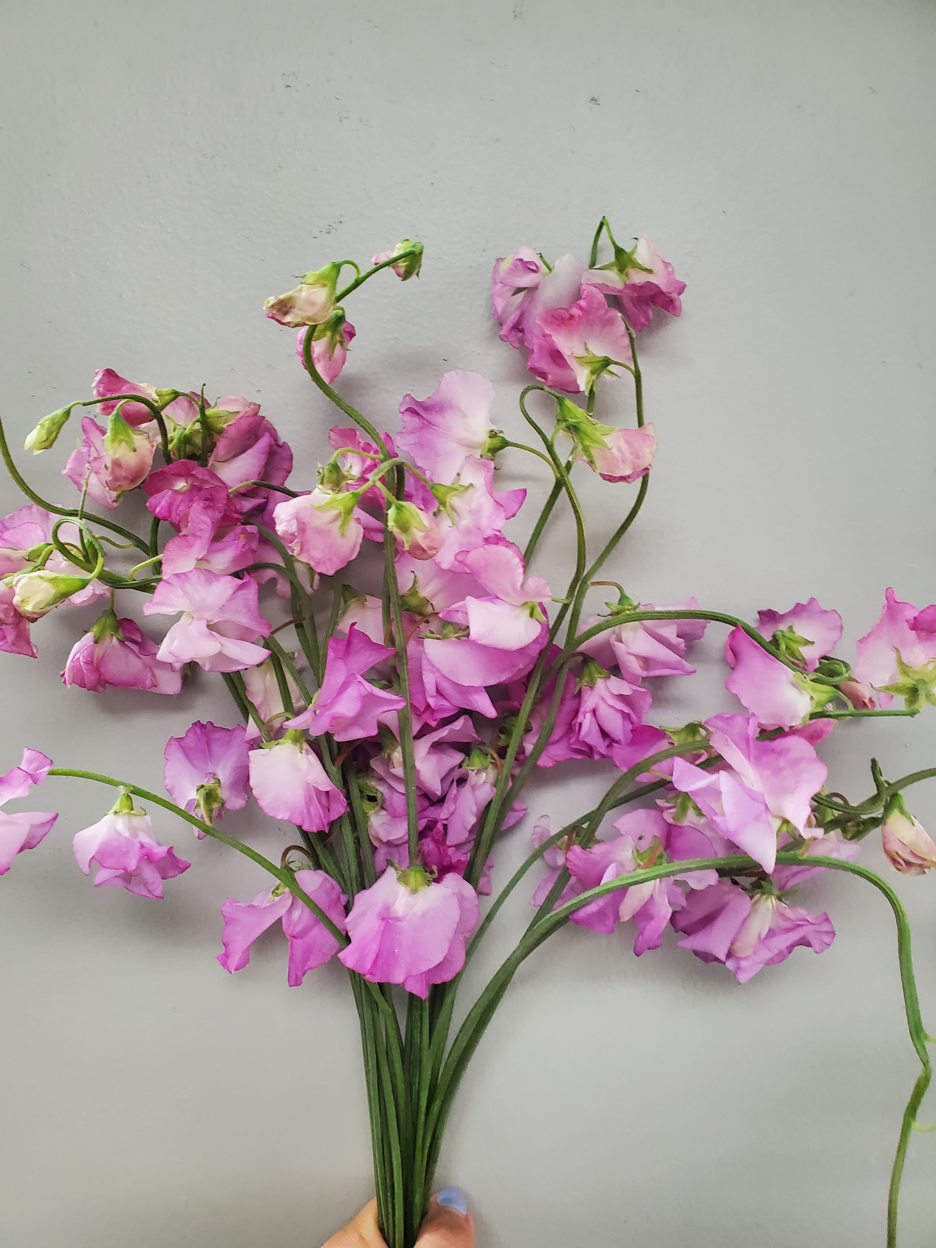 Sweet Pea Rose Pink 40cm