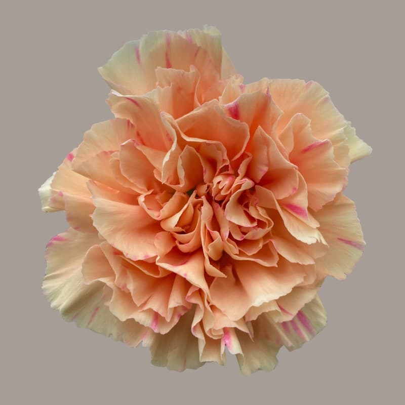 Carnation Apple Tea Bic Peach-pink Select
