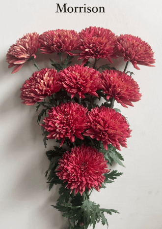 Chrysantemum Cremon Morrison Red 70 Cm