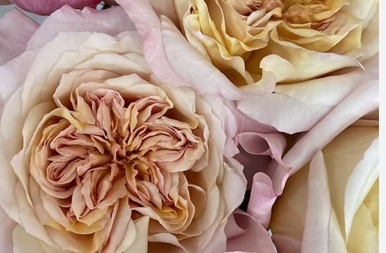 Garden Rose Wabara Miyabi Brown 40 Cm