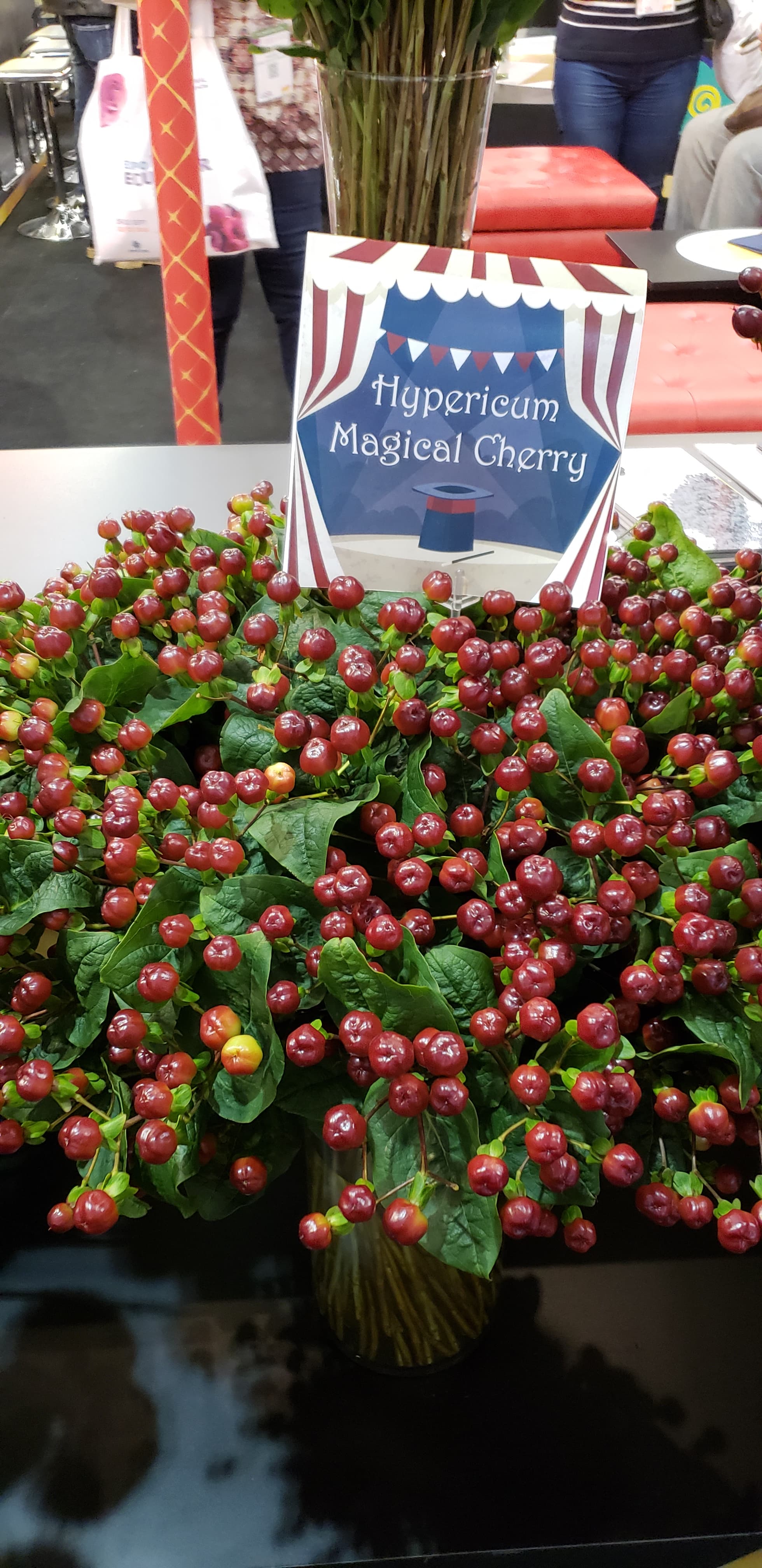Hypericum Magical Cherry Burgundy 70 Cm