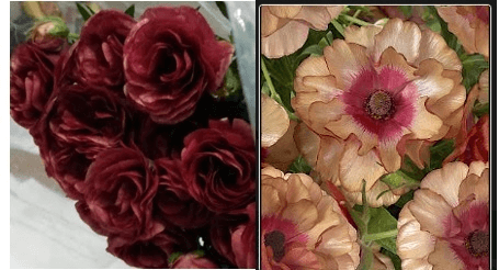 Ranunculus Butterfly Musa Bicolor Sal/ht Pk 40 Cm