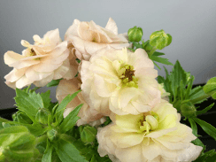 Ranunculus Butterfly Ariadne Blush 60 Cm