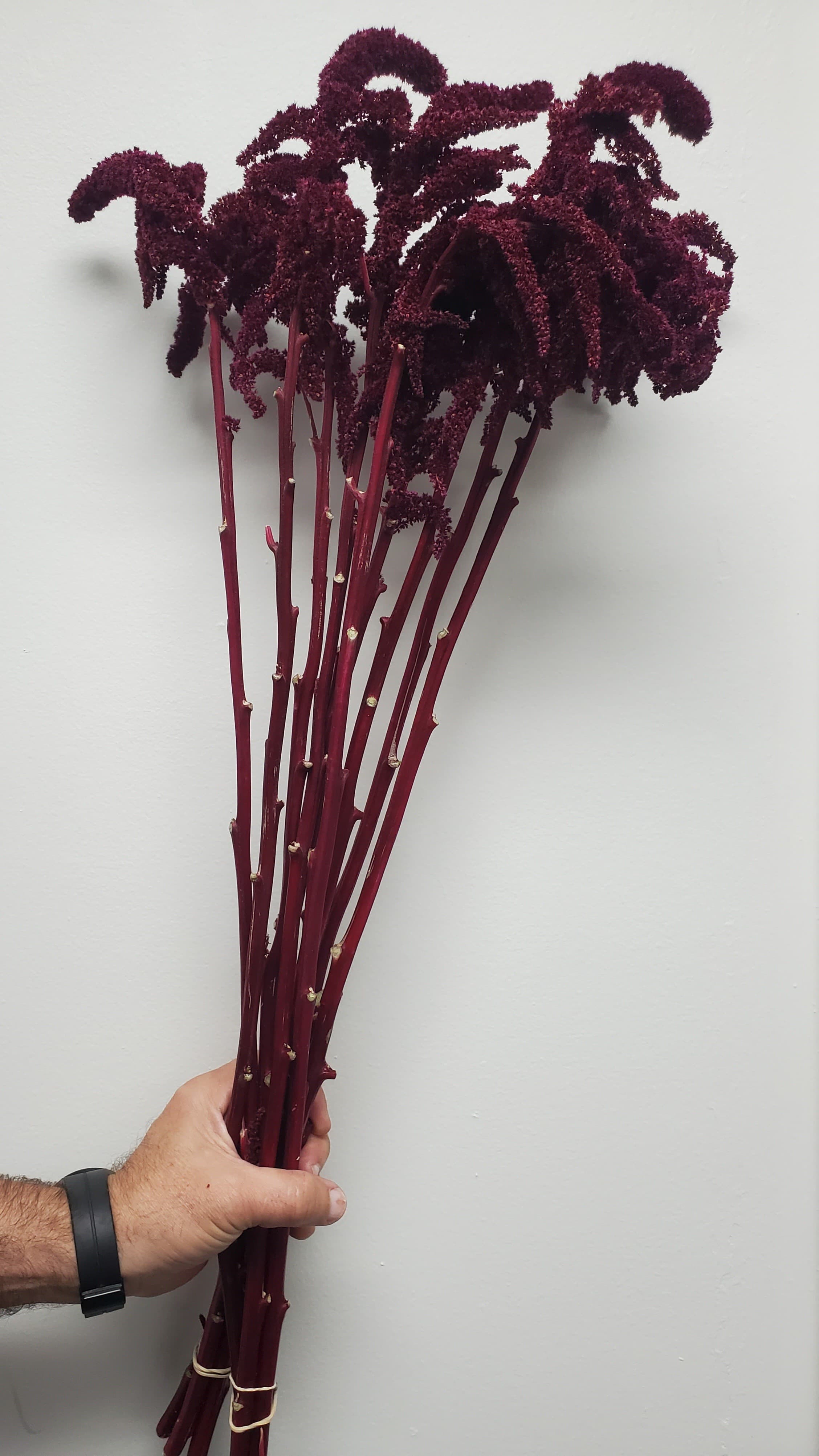 Amaranthus Velvet Curtain Upright Burgundy 60 Cm