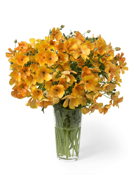 Ranunculus Butterfly Charis Pale Orange 50/60 Cm