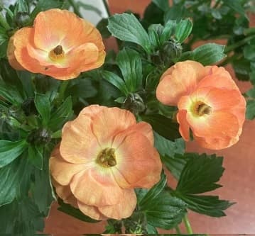 Ranunculus Butterfly Magical Salmon Salmon 60cm