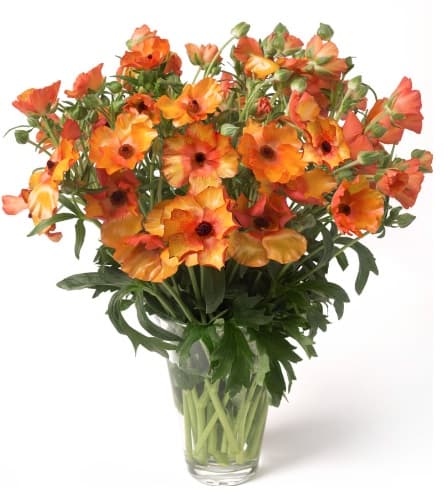 Ranunculus Butterfly Minoan Bicolor Orange 45 Cm