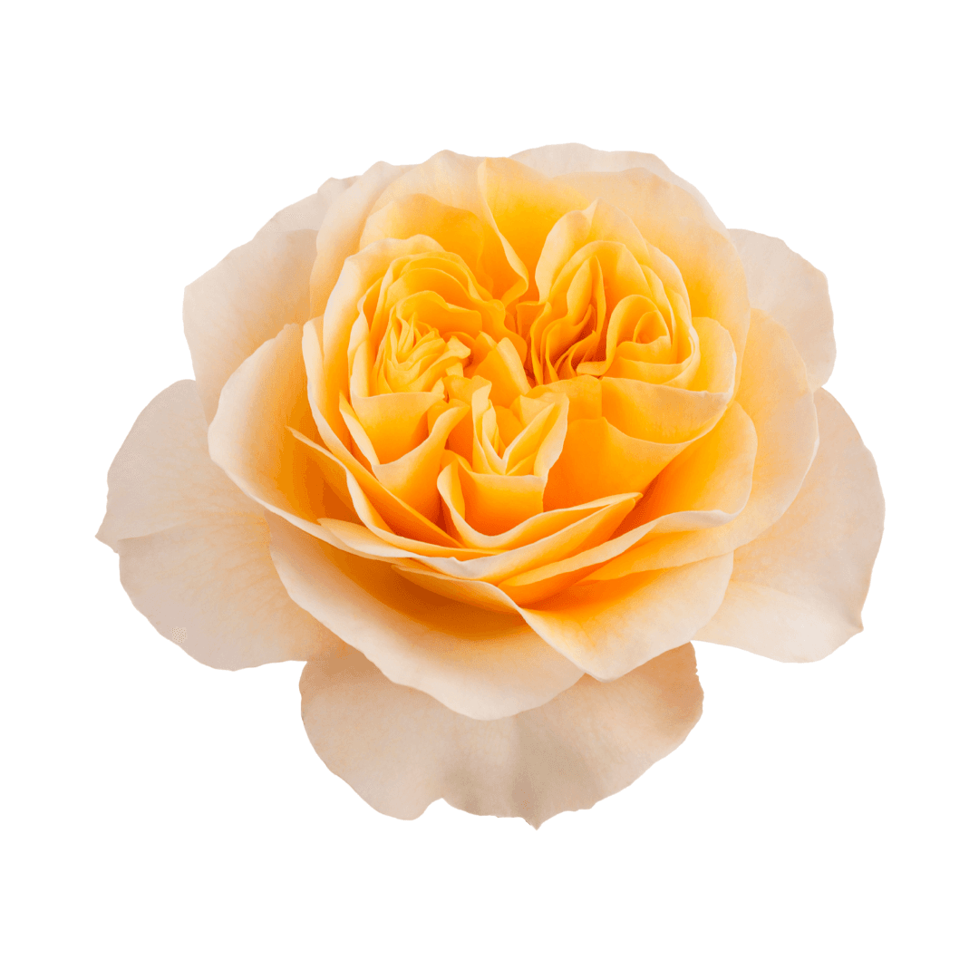 Garden Rose King Cross Light Peach 60 Cm