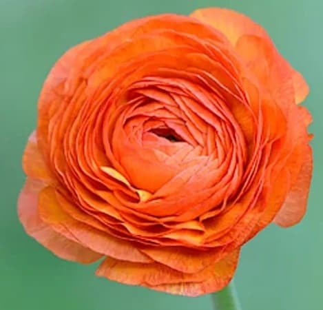 Ranunculus Amandine Orange 35 Cm