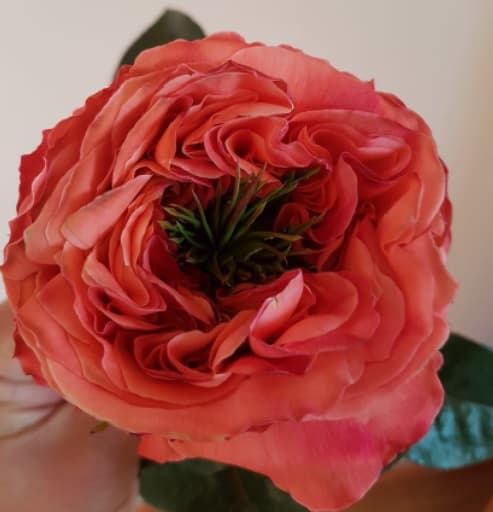 Garden Rose Mandarine X-pression Coral 60cm