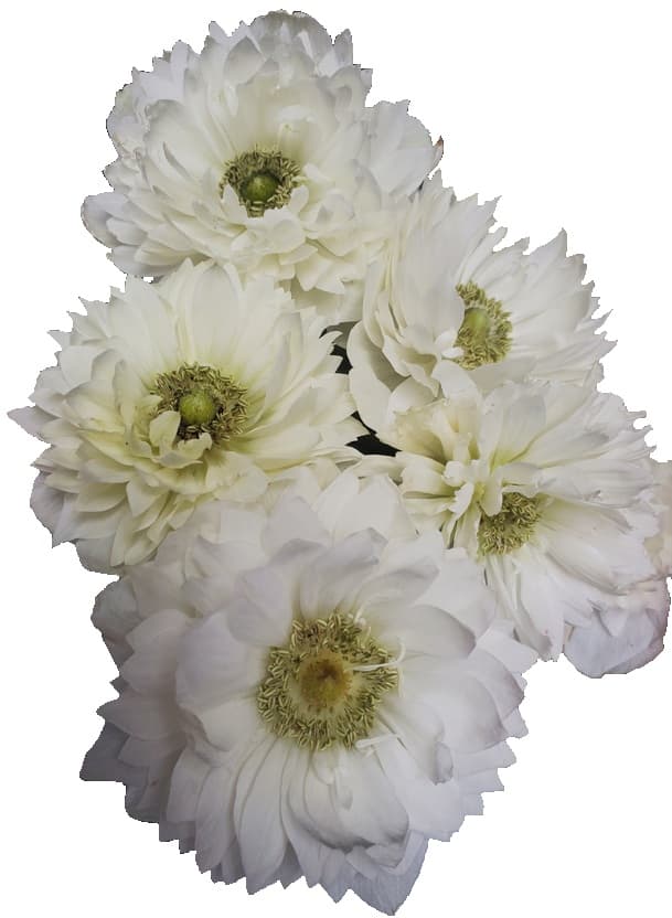 Anemone Levante White 35 Cm