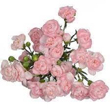 Mini Carnation Pink