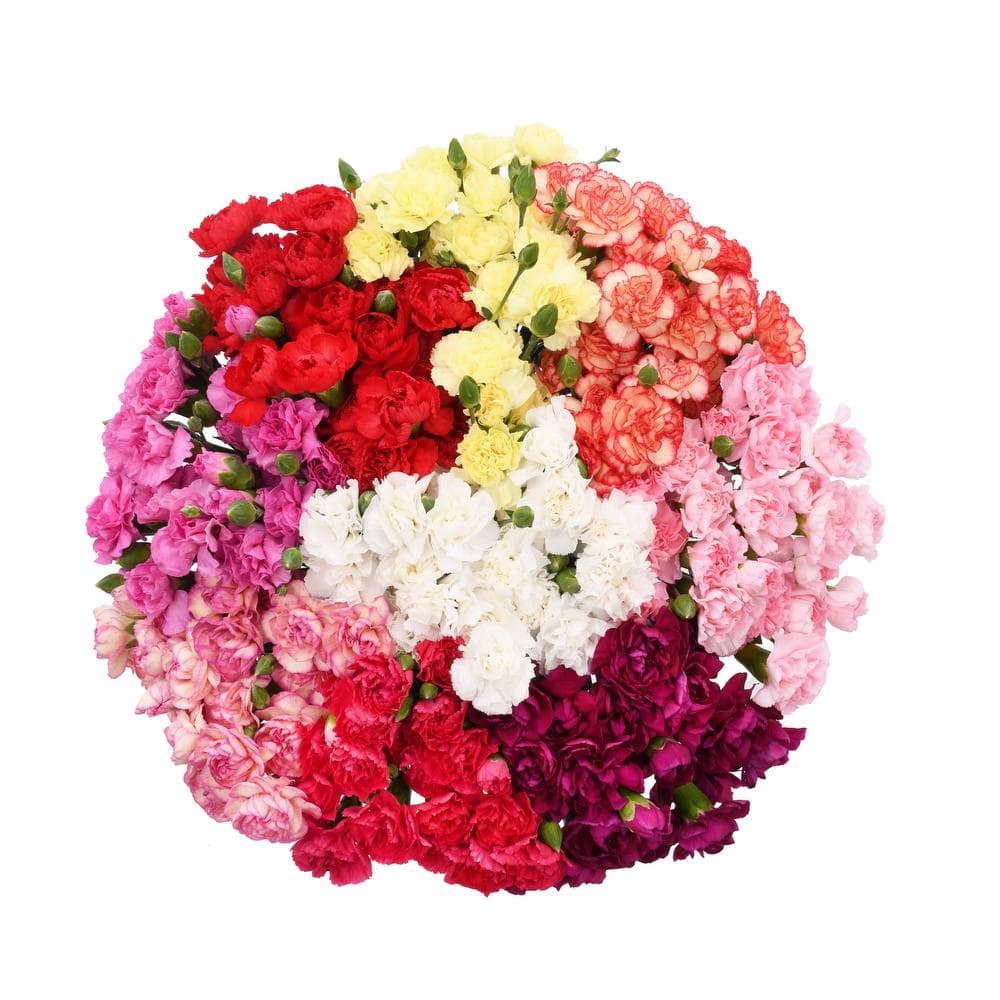 Mini Carnation Novelties Asst