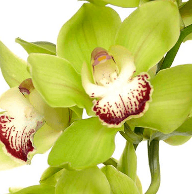 Cymbidium 13/18 Green G80