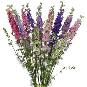 Larkspur Assorted G 90