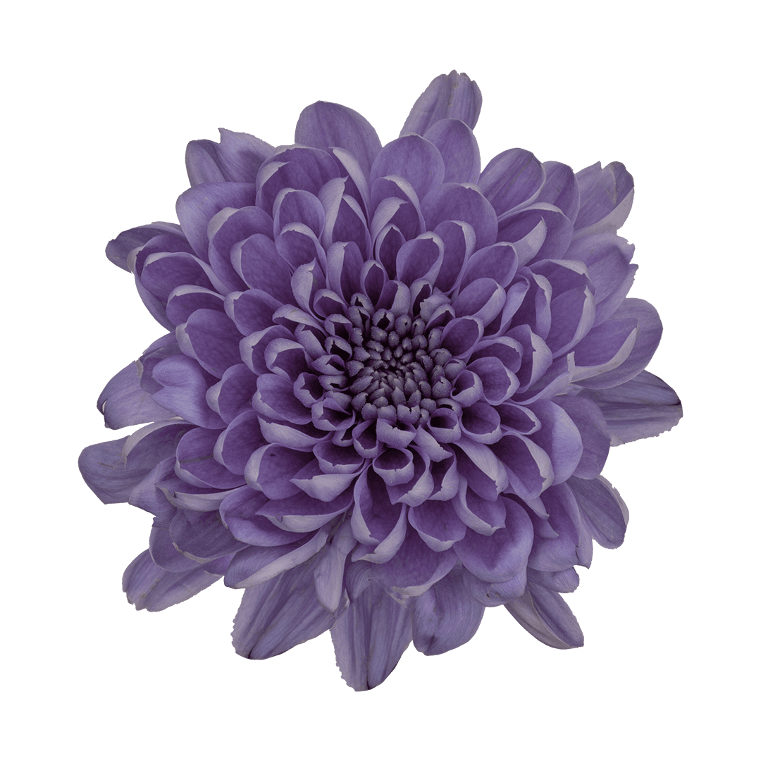 Pom Dark purple Cushion BluOcean Purple Sapphire