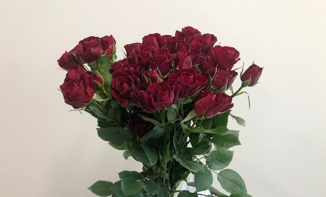 Spray Roses 120st/bx Rubicon 40cm