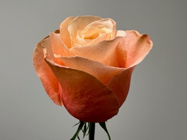 Garden Roses Kahala 100st/bx Cream/champaign