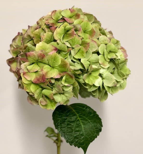 Hydrangea 18st/bx Antique Green 60cm