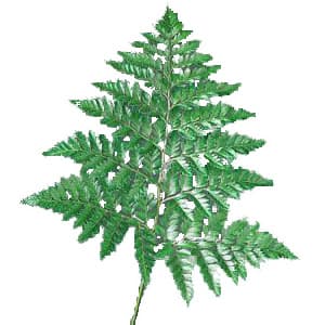 Leatherleaf GREEN SELECT 10 BU/BX 60-65cm