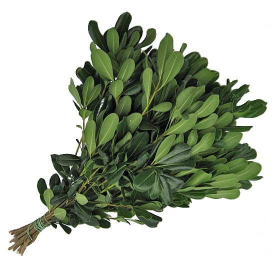 Pitt. Green Green 15 BU/BX 40-50cm