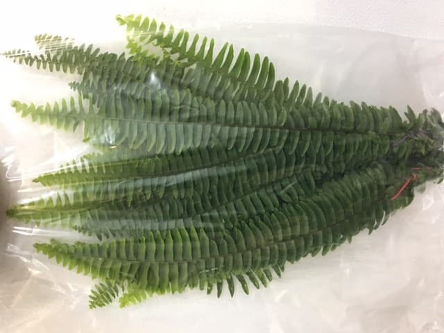 Sword Fern Green GREEN 10 BU/BX 50-55cm