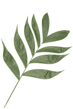 Jade Green REGULAR 30 BU/BX 55-60cm
