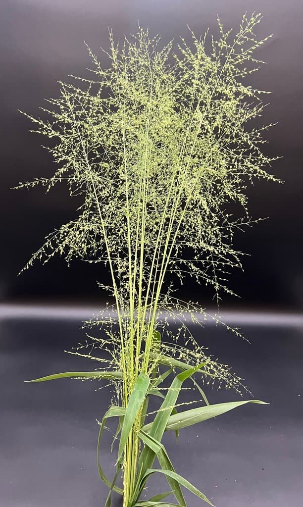 Explosion Grass Green FL. - 10BU/BX 60cm
