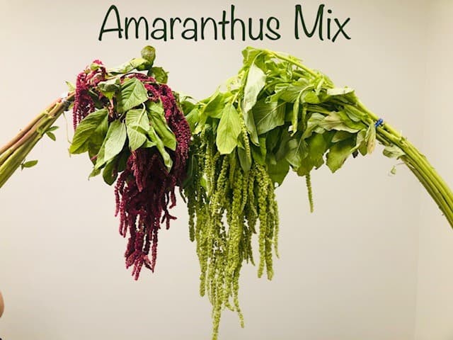 Amaranthus Hanging - 10bu/bx Mix 70cm