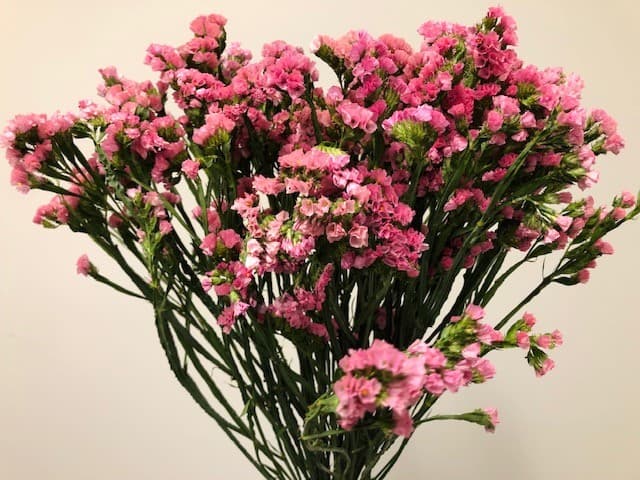 Statice 12bu/bx Pink 70cm