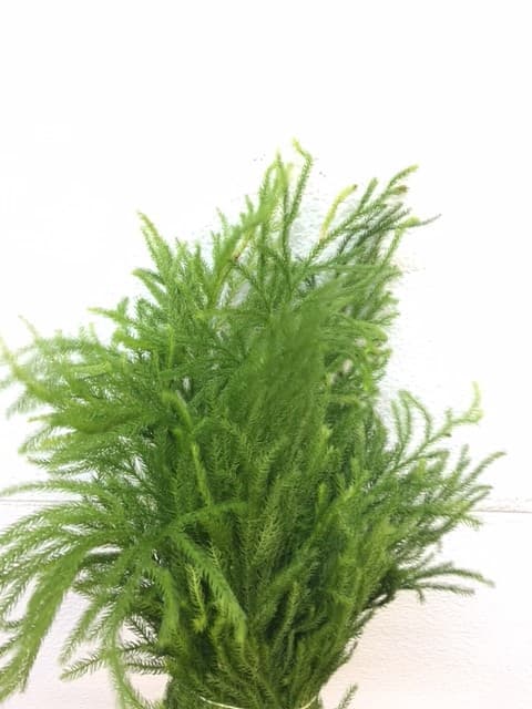 Lycopodium 12bu/bx Green 40-50cm
