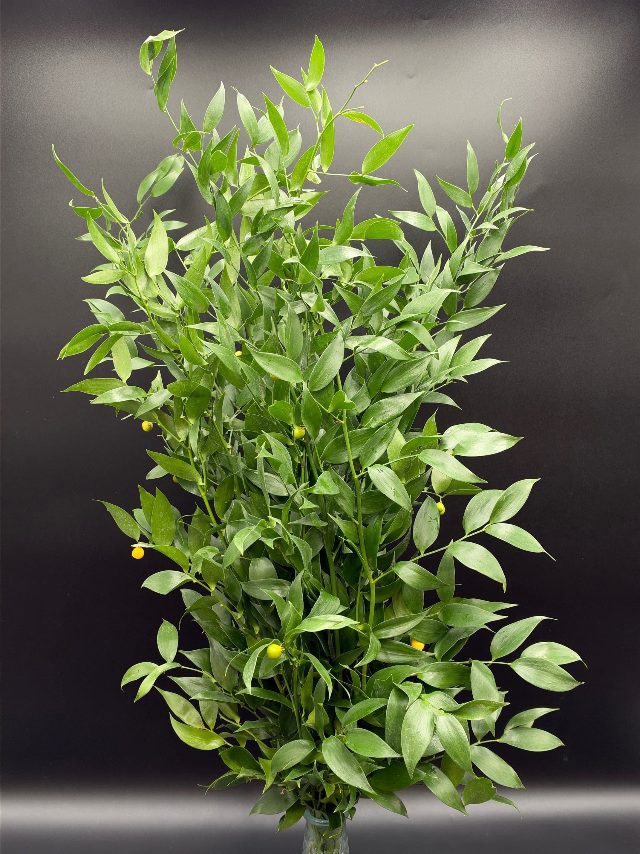 Ruscus Italian 60 Bu/bx Green 60cm