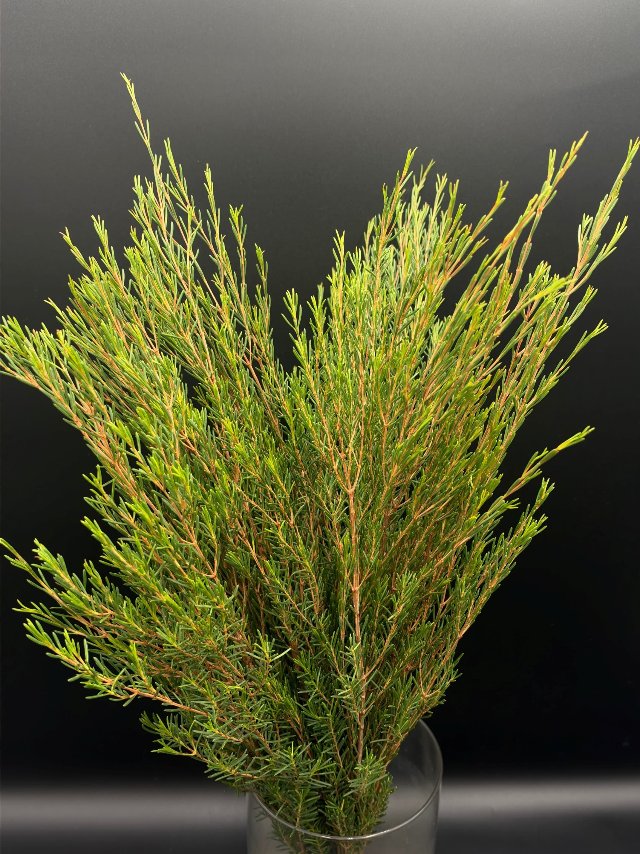 Waxflower Foliage - 10bu/bx Green 60cm