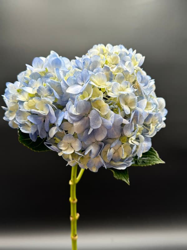 Hydrangea 30stm/bx Blue Select
