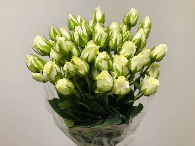 Spray Roses Snow Flake - 100st/bx White 40cm