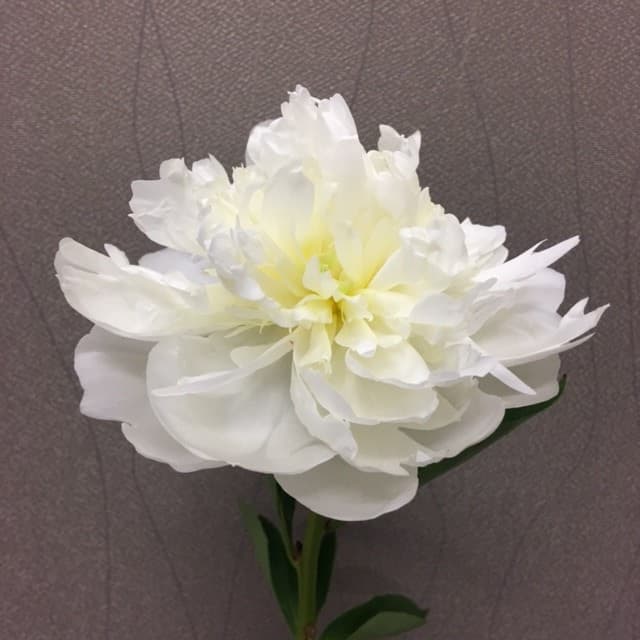 Peonies Duchesse - 120st/bx White 50cm